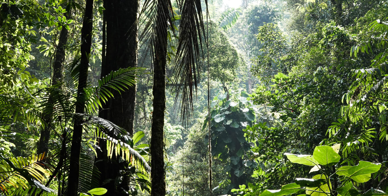 Rainforest
