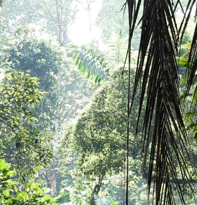 Rainforest