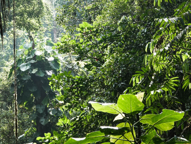Rainforest